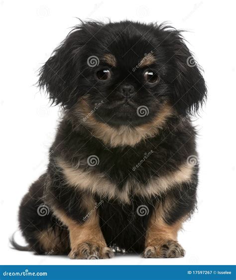 Pekingese Puppy 4 Months Old Sitting Stock Image Image Of Isolated