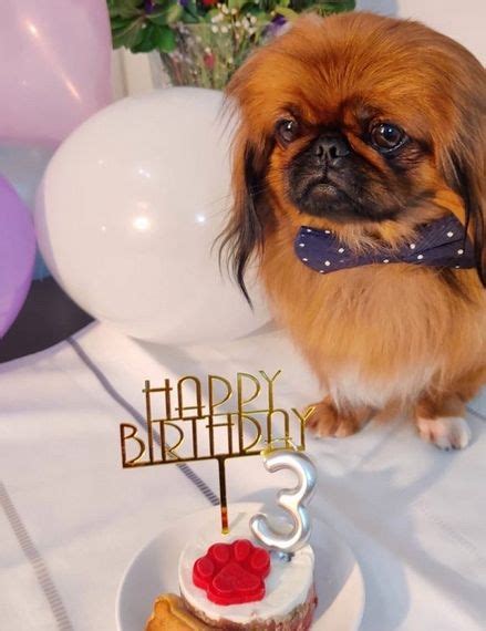 14 Delightful Facts About Pekingese Artofit