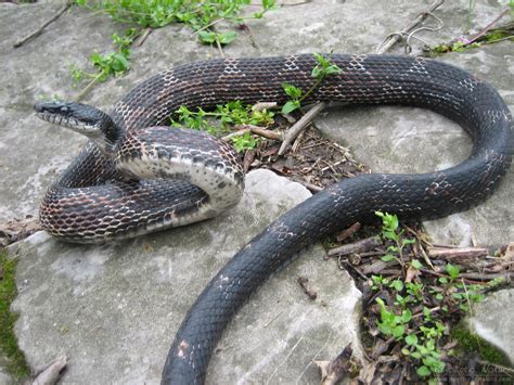 Eastern Ratsnake Pa Herp Identification