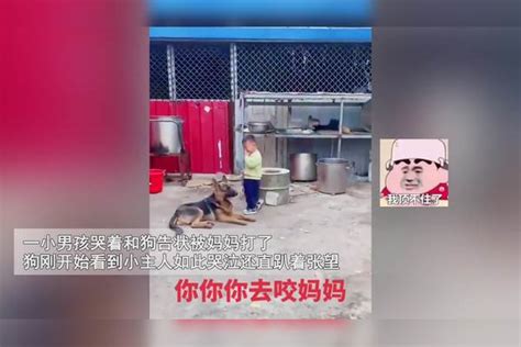 两岁萌娃做错事被妈妈教育，委屈大哭找狗狗告状，狗狗的反应亮了