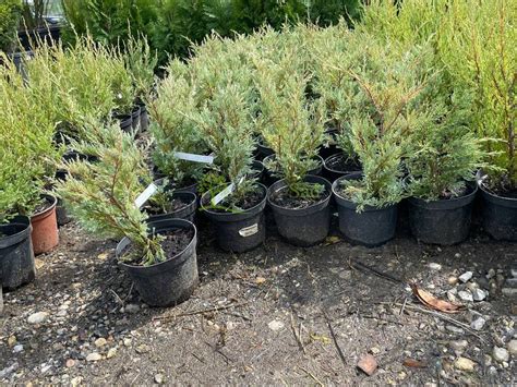 Можжевельник скальный "Moonglow" (Мунглоу) купить по цене 1200 рублей ...