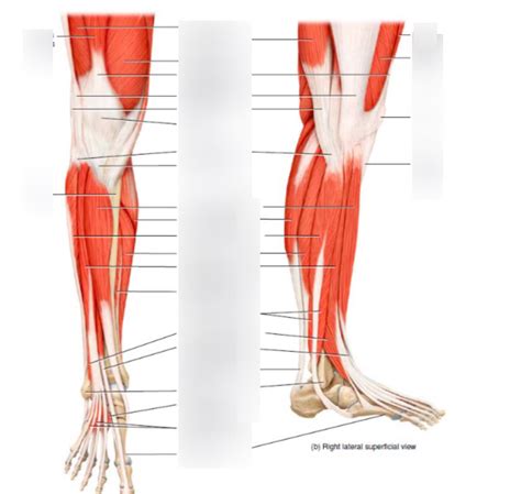 Muscles of Feet and Toes Diagram | Quizlet