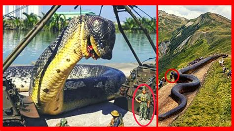 Biggest Snakes Ever Found