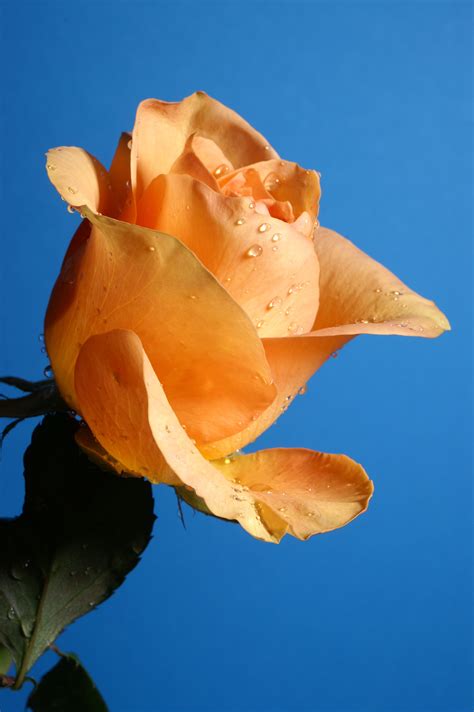Free Images : flower, yellow, flora, macro photography, close up, petal ...
