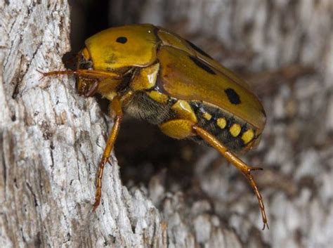 Scarab Beetle - Learn About Nature