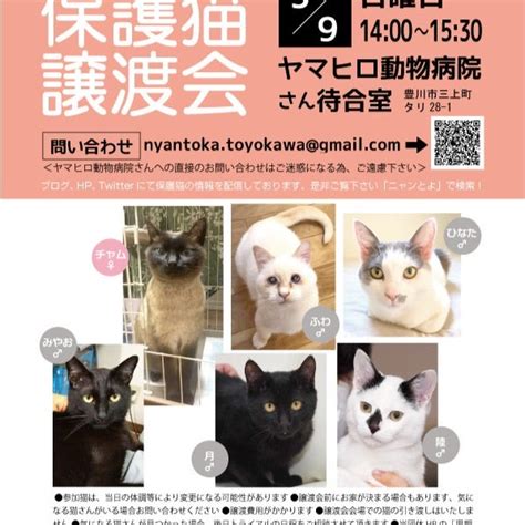 5月9日日保護猫譲渡会を開催します ニャンとかしまい豊川 活動ブログ