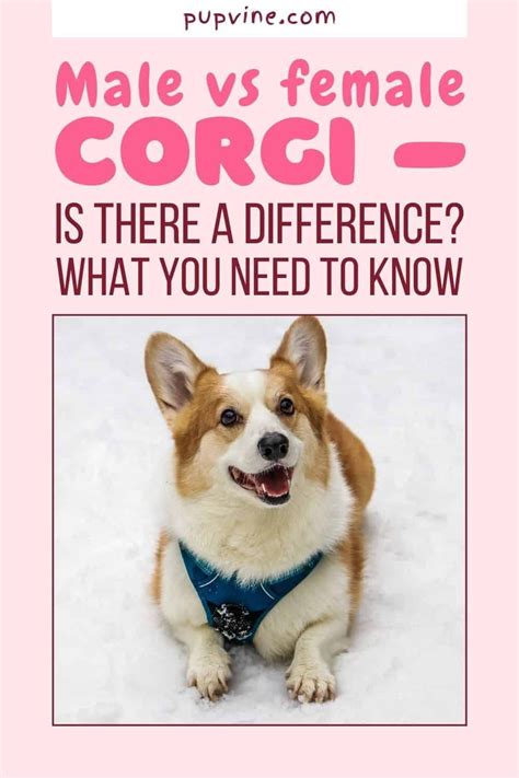 Female Corgi Names Artofit