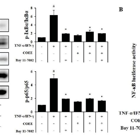 Effect Of Coee On Tnf α Ifn γ Induced Nf κb Activation In Hacat Cells