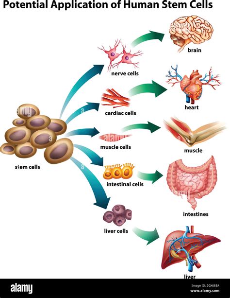 Stem cell application Stock Vector Image & Art - Alamy