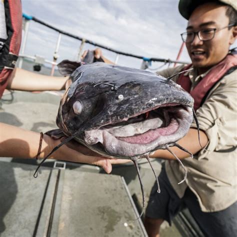 Blue Catfish Ictalurus Furcatus Collected From The Chesapeake Bay By