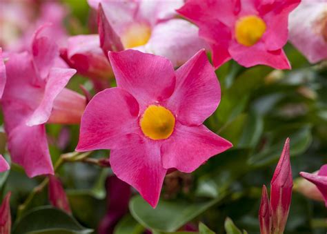 Mandevilla Sanderi Sundaville Dipladenia