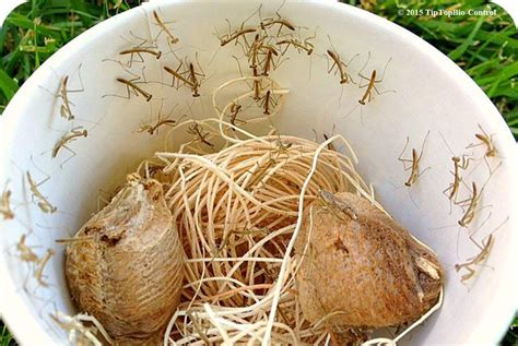 Praying Mantis Egg Sack Hatching