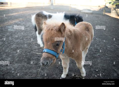 Miniature Horse in the farm Stock Photo - Alamy