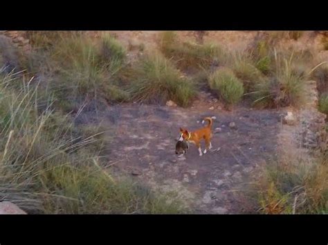 Caza De Conejos Con Perro Laces De Verano Con Podenco Andaluz Youtube