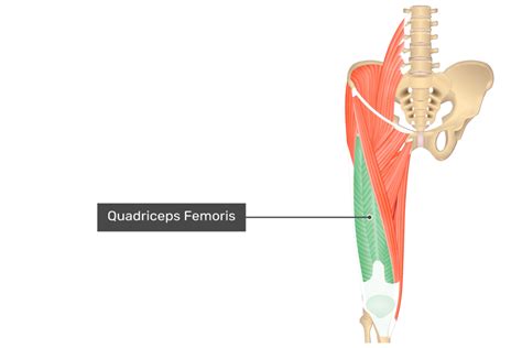 quadriceps femoris muscle origin insertion  function quadriceps
