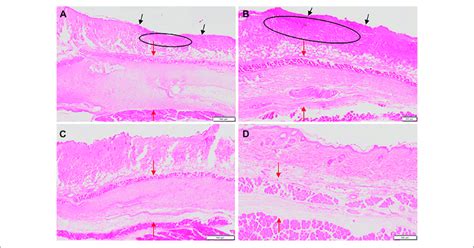 Images Of H E Stained Sections Of Affected Skin Area At Day Five Of