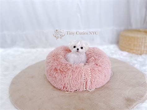 Teacupmicro Teacup Maltese Astoria Ny Tiny Cuties Nyc