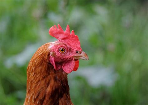 The Best Egg Producing Chickens For Your Chicken Coop Hens