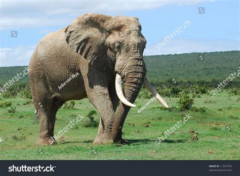 Full Body African Elephant Bull Big Stock Photo 11597470 Shutterstock