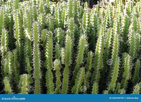 Cactus Grandes E Espinhosos Imagem De Stock Imagem De Nave Flora