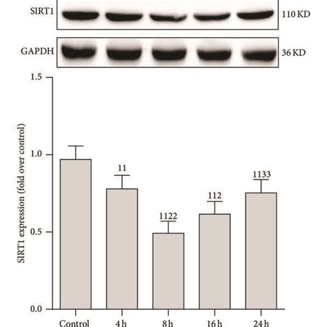 Expression And Activity Of Sirt1 Protein In Renal Tissue After Cecal Download Scientific