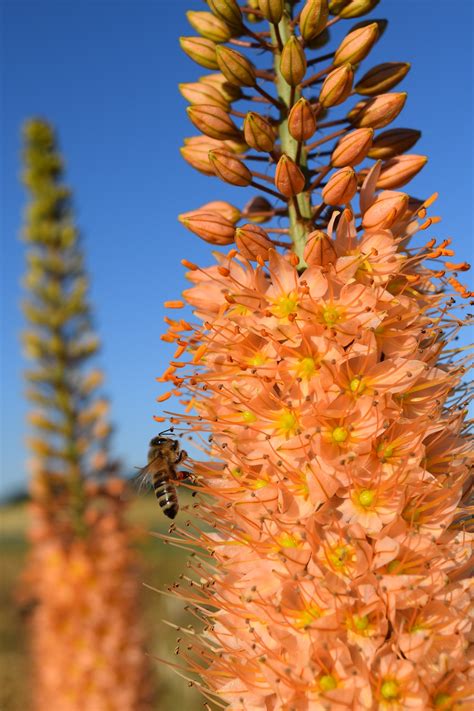 7 Best Tall Growing Perennials For Your Garden Gardening Sun