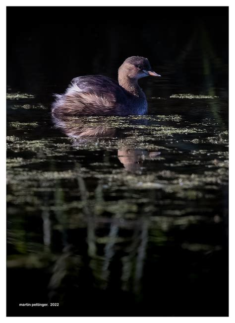 Little Grebe 8273 Svpx Martinpettinger Flickr