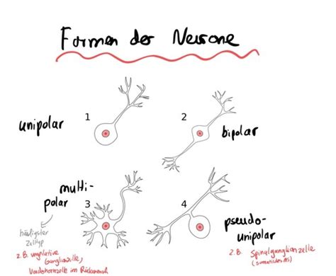 Biologie Neuroanatomie Flashcards Quizlet