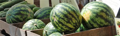 Seedless Watermelon :: Melinda Myers