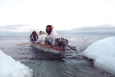 Eskimo Whale Hunters Paddling An Umiak Made From Wood And Skin Point