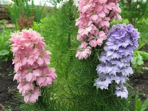 Выращивание дельфиниума (70 фото): сорта, условия, из семян, в открытом ...