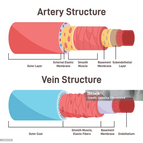 Struktur Arteri Vs Vena Perbedaan Anatomi Pembuluh Darah Ilustrasi Stok