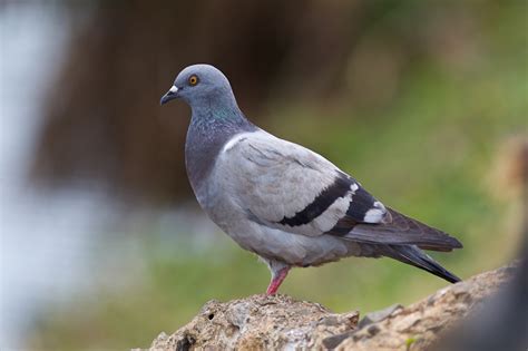 Rock Pigeon Columba Livia