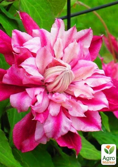 Клематис "Patricia Ann Fretwell Pafar" - Клематисы - купить в Одессе ...