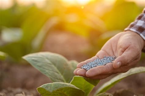 Agricultor Que Trabaja En El Campo Del Rbol Del Tabaco Cierre La Mano