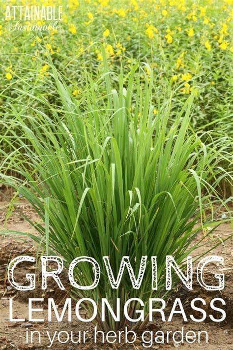 Growing Lemongrass Is Easy Its A Pretty Addition To Gardens But Its