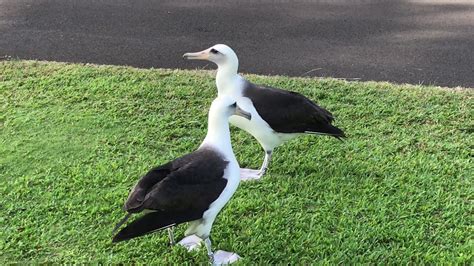 Albatross Mating Song And Dance 2017 Youtube