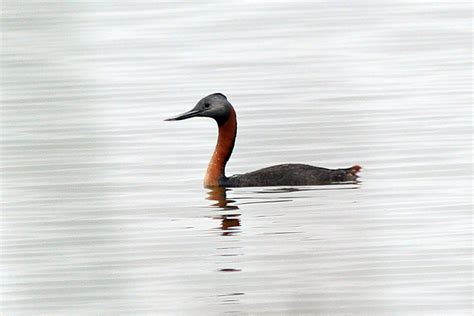 Great Grebe Podiceps Major This Is A Crop Of A Far Away Flickr