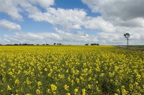 Seed dressing and in-furrow fungicides for canola in Western Australia ...