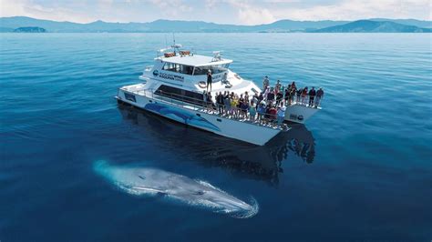 Auckland Whale Dolphin Safari Whale Watching Tours In New Zealand