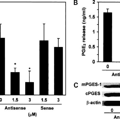 Effect Of Mpges Antisense Oligonucleotides On U Mg Cell Growth