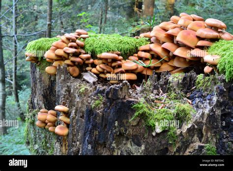 Sheathed Woodtuft Mushrooms Or Pholiota Mutabilis Or Kuehneromyces