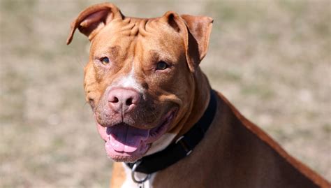 Ataque De Pitbull En Jiutepec ¿el Dueño Del Perro Que Mordió Al Niño