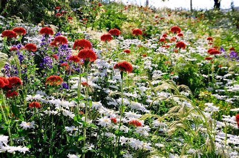 Quelle Fleur Planter Au Jardin En Juin Housekeeping Magazine