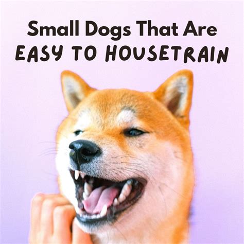 The 4 Easiest Small Dog Breeds to Housetrain - PetHelpful