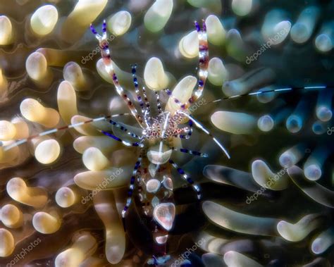 A Spotted Cleaner Shrimp Periclimenes Yucatanicus In Cozumel Mexico