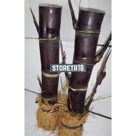 Jual Tebu Hitam Tebu Ireng Khusus Bibit Per Batang Shopee Indonesia