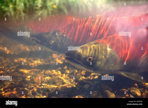 Sockeye Salmon Red Salmon Oncorhynchus Nerka Swimming Upstream To Spawn Interior Of Alaska Stock