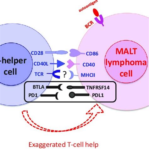 Comparison Of Cd Tnfrsf Tet And Tnfaip Mutation Aaf