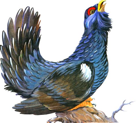 Тетерев выводит песенку - картинка №9567 | Printonic.ru